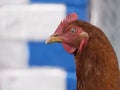 Chicken portrait side view, close-up. Portrait of a beautiful chicken with a comb on a blurred background. Copy space for text Royalty Free Stock Photo