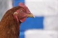 Chicken portrait side view, close-up. Portrait of a beautiful chicken with a comb on a blurred background. Copy space for text Royalty Free Stock Photo