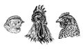 Chicken poult, rooster and hen face portrait, set, doodle drawing