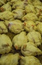 Chicken poultry farm. White hens, a source of natural meat. Broiler chicken for healthy meat Royalty Free Stock Photo