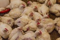 Chicken poultry farm. White hens, a source of natural meat. Broiler chicken for healthy meat