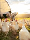 Chicken, poultry and man with woman farming, livestock and feeding animal for agriculture and chicken farming