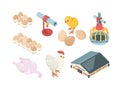 Chicken production. Agriculture industry bio organic bird feeding poultry workers and farm buildings vector isometric