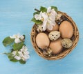 Chicken and quail eggs in the basket and spring flowers on blue Royalty Free Stock Photo