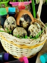 Chicken and quail eggs in a basket surrounded by food colourings