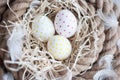 Easter, eggs, chicken eggs, quail eggs, eggs, rope, nest, white, feathers,in the hay Royalty Free Stock Photo