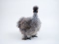 Chicken rare breed chickens Chinese silk. Portrait on white background Royalty Free Stock Photo