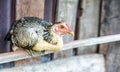 A chicken relaxing on the farm