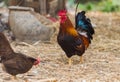 Chicken resting in farm