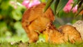 Chicken Resting on Green Grass