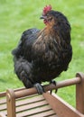 Chicken roaming free Royalty Free Stock Photo