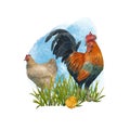 Chicken and rooster with chickens isolated on a white background. Watercolor illustration of rural birds. Cute pets. Organic farm Royalty Free Stock Photo