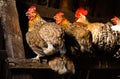 Chicken rooster cock hen fowl coop henhouse roost