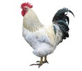 Chicken rooster isolated over white