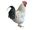 Chicken rooster isolated over white Royalty Free Stock Photo