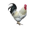 Chicken rooster isolated over white Royalty Free Stock Photo