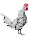 Chicken rooster cock isolated over white background. Singing cock. Royalty Free Stock Photo