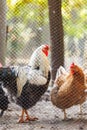 Chicken and rooster congregate in a chicken coop behind a wire fence. Royalty Free Stock Photo