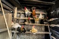 Chicken and rooster in the chicken coop agriculture