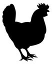 Chicken Rooster Farm Animal Silhouette Royalty Free Stock Photo