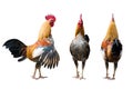 Chicken Rooster Beside Royalty Free Stock Photo