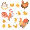 Chicken and rooster. Funny domestic farm animals birds eggs pollo vector cartoon characters