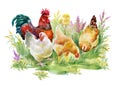 Chicken and rooster in the grass on white background.