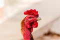 Chicken rooster head portrait closeup detail of farm poultry bir Royalty Free Stock Photo