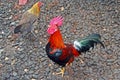 Chicken Rooster and hen on beach in Hanalei Bay on Kauai Hawaii