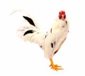 Chicken rooster isolated over white. Royalty Free Stock Photo