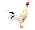 Chicken rooster isolated over white. Royalty Free Stock Photo