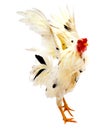 Chicken rooster isolated over white. Royalty Free Stock Photo