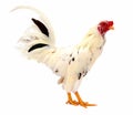 Chicken rooster isolated over white. Royalty Free Stock Photo