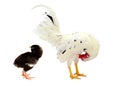 Chicken rooster isolated over white. Royalty Free Stock Photo