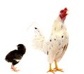 Chicken rooster isolated over white. Royalty Free Stock Photo