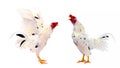 Chicken rooster isolated over white. Royalty Free Stock Photo