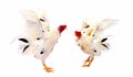 Chicken rooster isolated over white. Royalty Free Stock Photo