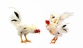 Chicken rooster isolated over white. Royalty Free Stock Photo