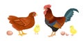 Chicken, rooster, little yellow newborn chicks and eggs isolated on white background. Vector illustration Royalty Free Stock Photo