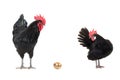 Chicken and rooster look at a golden egg. isolated Royalty Free Stock Photo