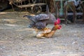 Chicken and rooster mating, rural countryside background