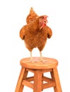 Chicken ,rooster standing on wood path white background