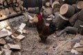 Chicken and rooster walk among the firewood