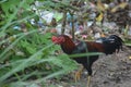 chicken roster bkack red feather long hair Royalty Free Stock Photo