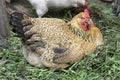 Chicken Ryaba. hen that incubates the eggs. Royalty Free Stock Photo