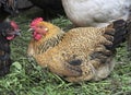 Chicken Ryaba. hen that incubates the eggs.