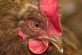 The chicken`s head is on the side Royalty Free Stock Photo
