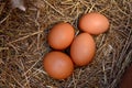 Chicken eggs nest, hens, nesting box laying Royalty Free Stock Photo