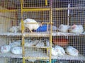 Chicken for sale in Morjim village, Goa, India.