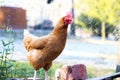 Chicken scratching around in a domestic chook pen Royalty Free Stock Photo